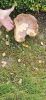 PICTURES/Anacortes Sites/t_Shroom1.jpg